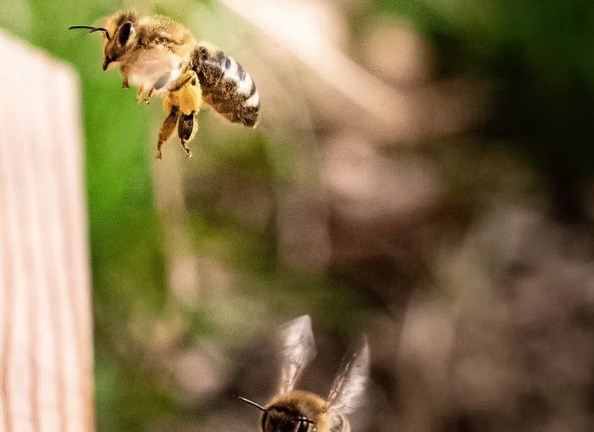 Darázsirtás Balaton