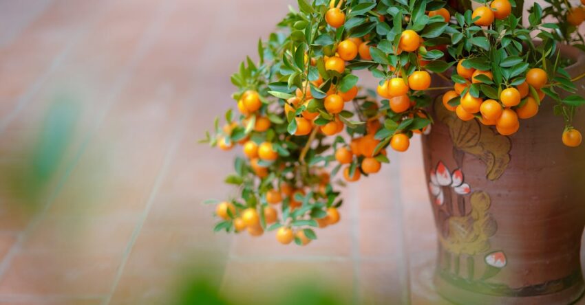 Gyümölcsfa ültetési mélység: kertépítés titka a bőséges terméshez